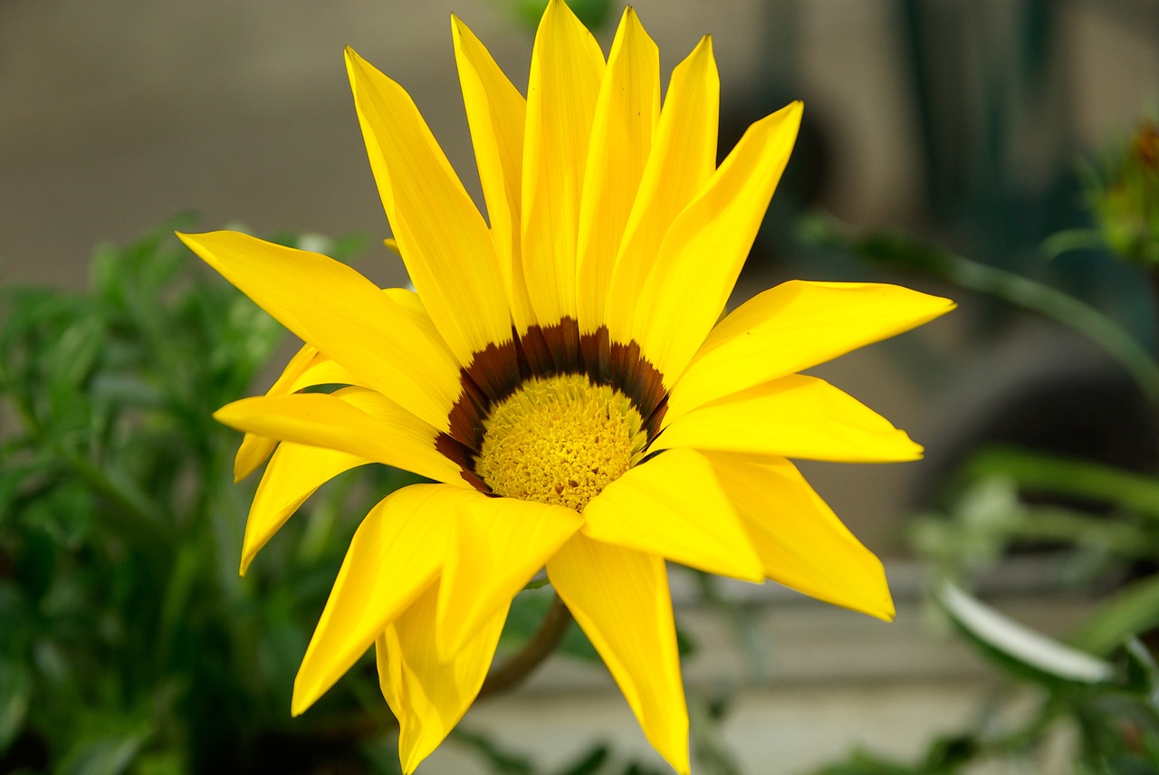 chrysanthemum yellow flower spring free photo