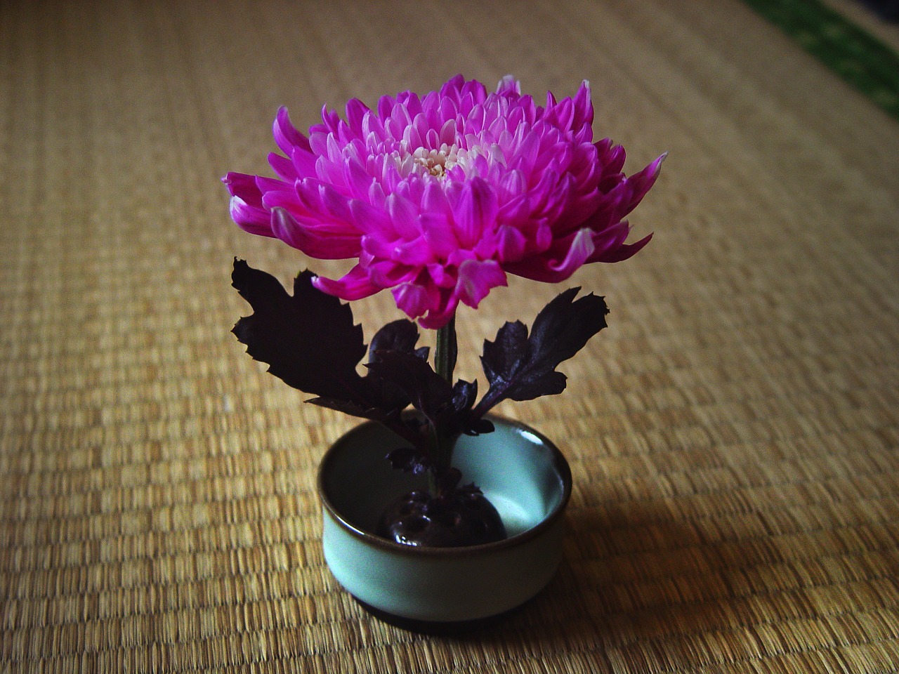 chrysanthemum china wind zen free photo