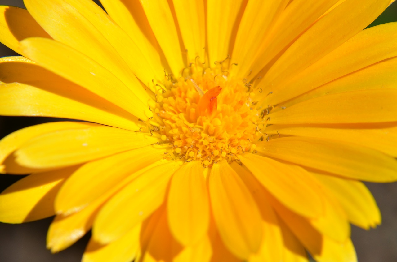 chrysanthemum macro fresh free photo