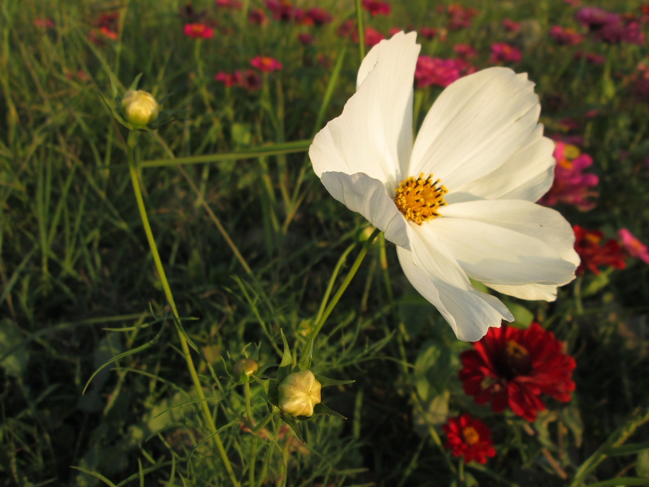 chrysanthemum white plant free photo