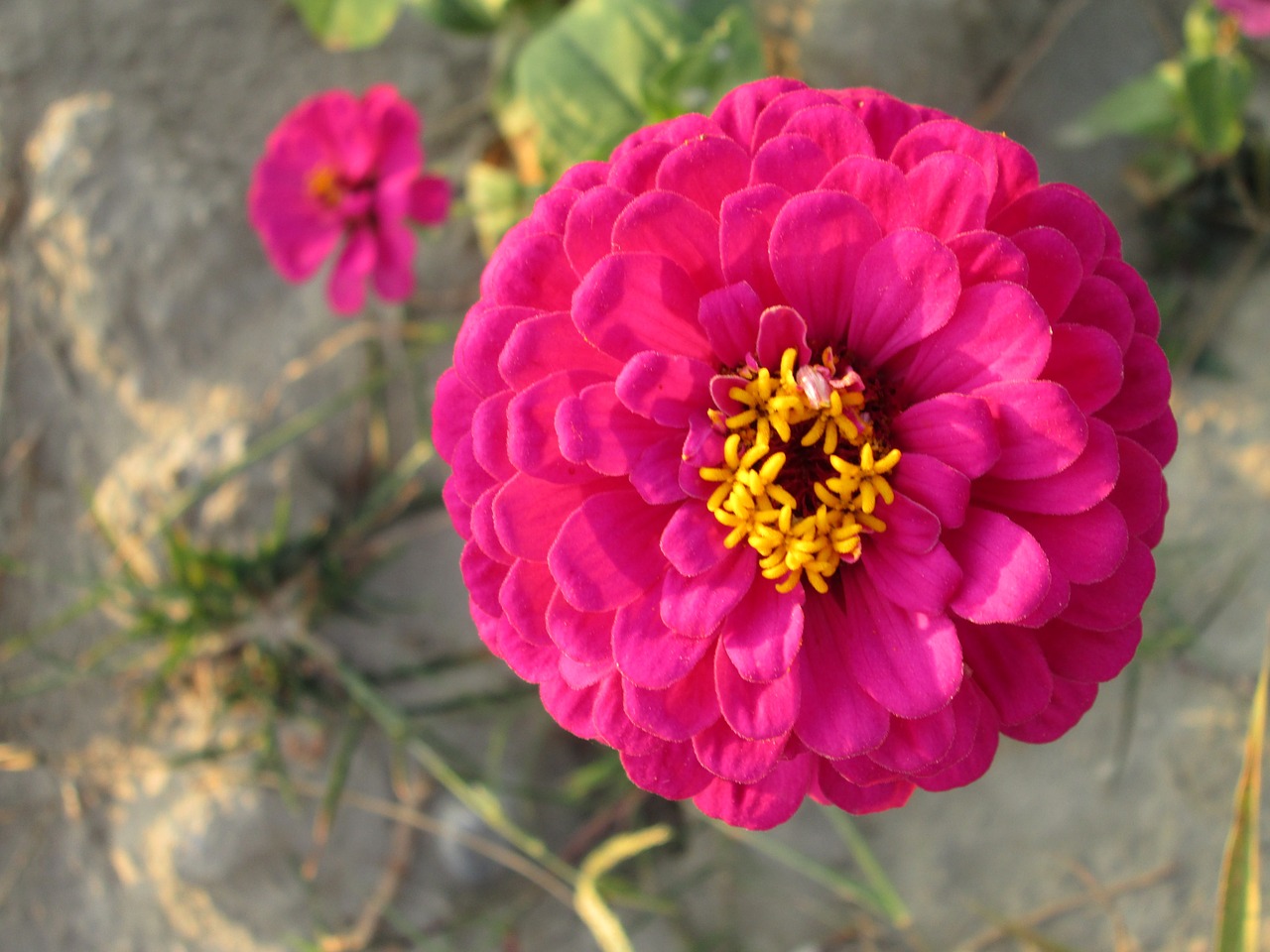 chrysanthemum pink plant free photo