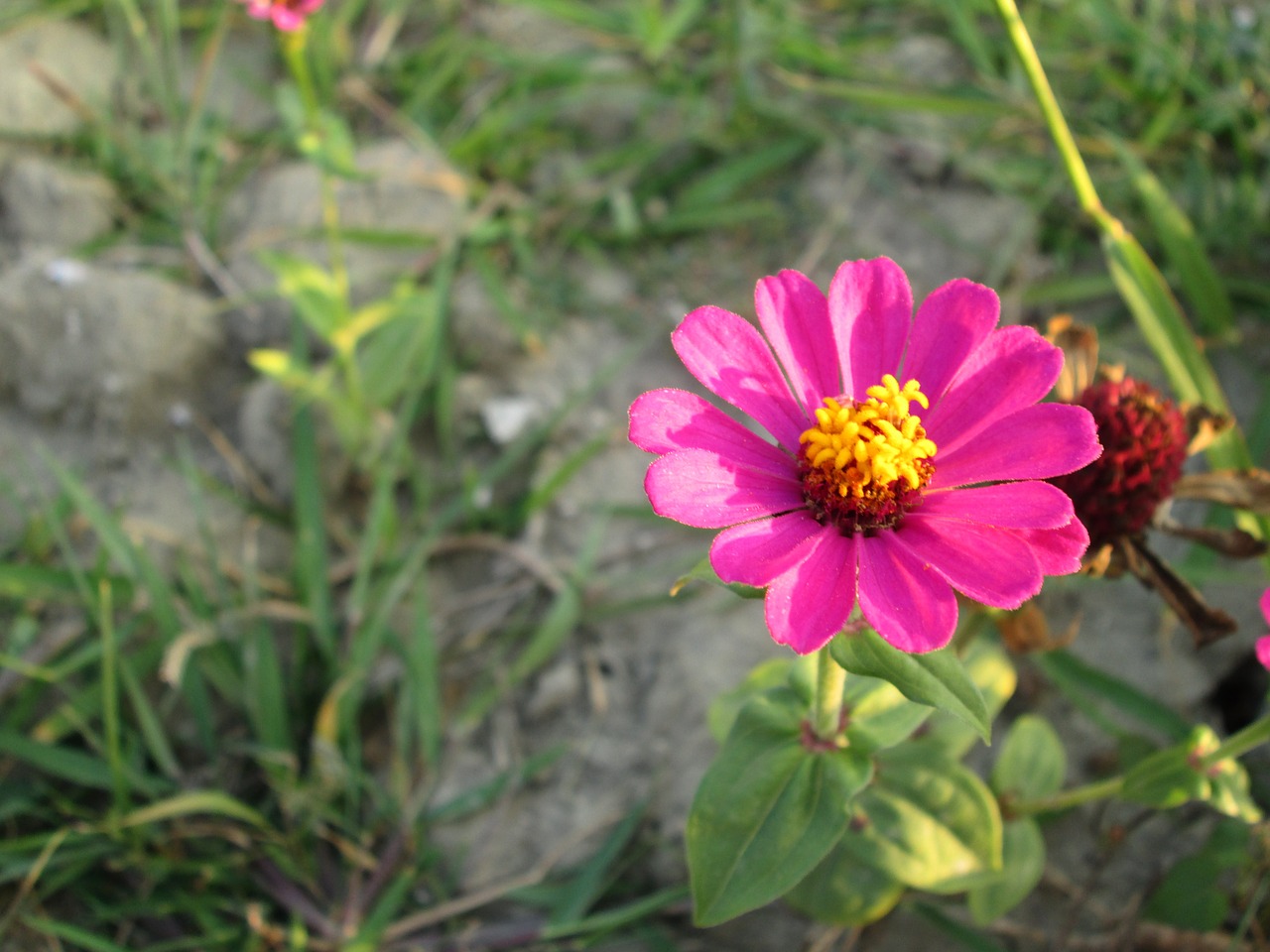 chrysanthemum pink plant free photo