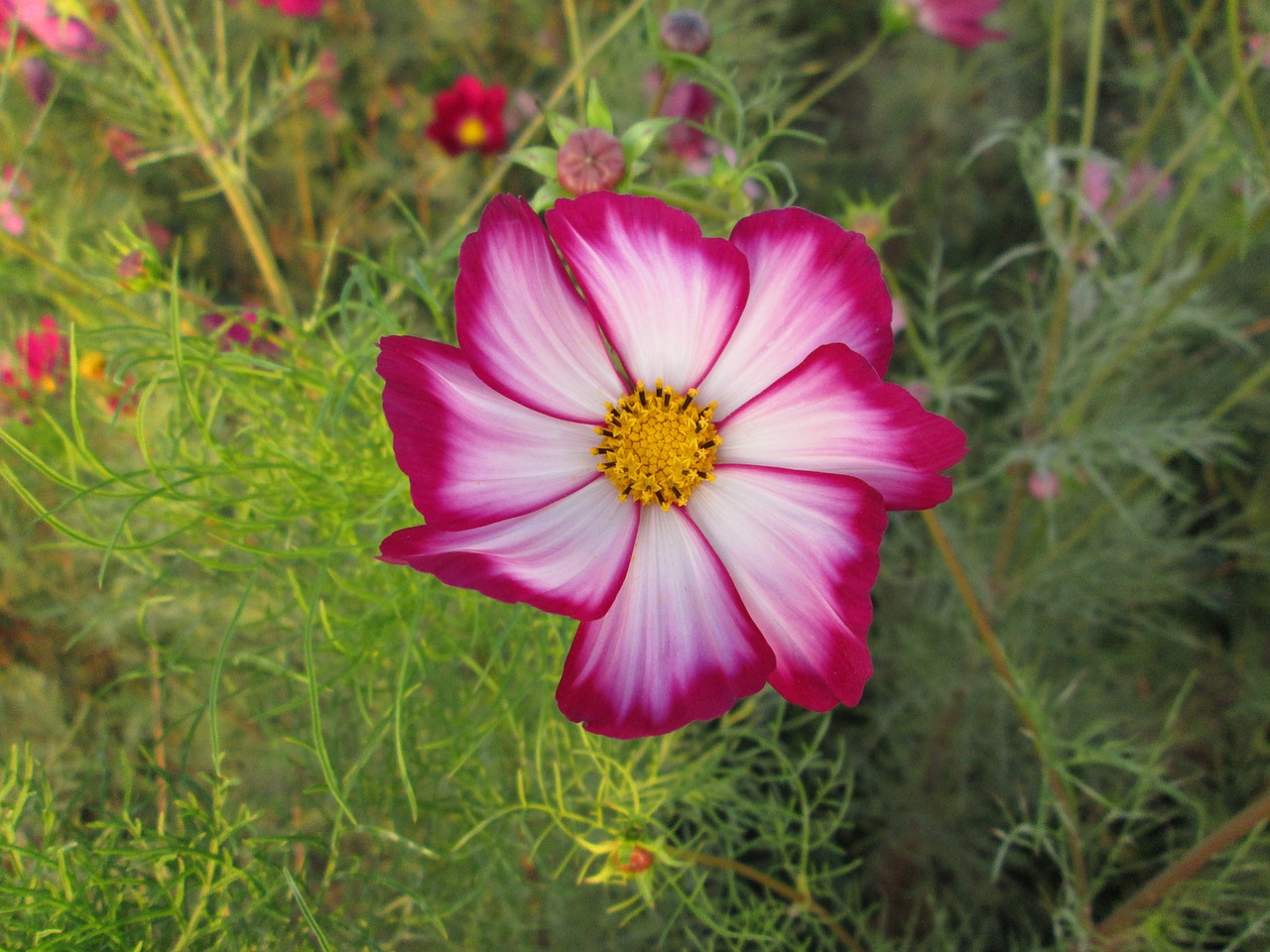 chrysanthemum pink red free photo