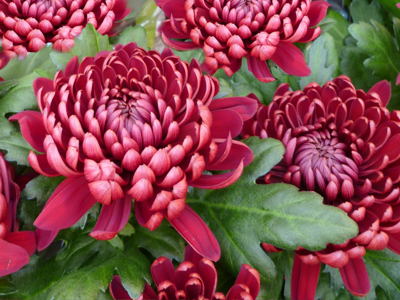 chrysanthemum chrysanthemums dark red free photo