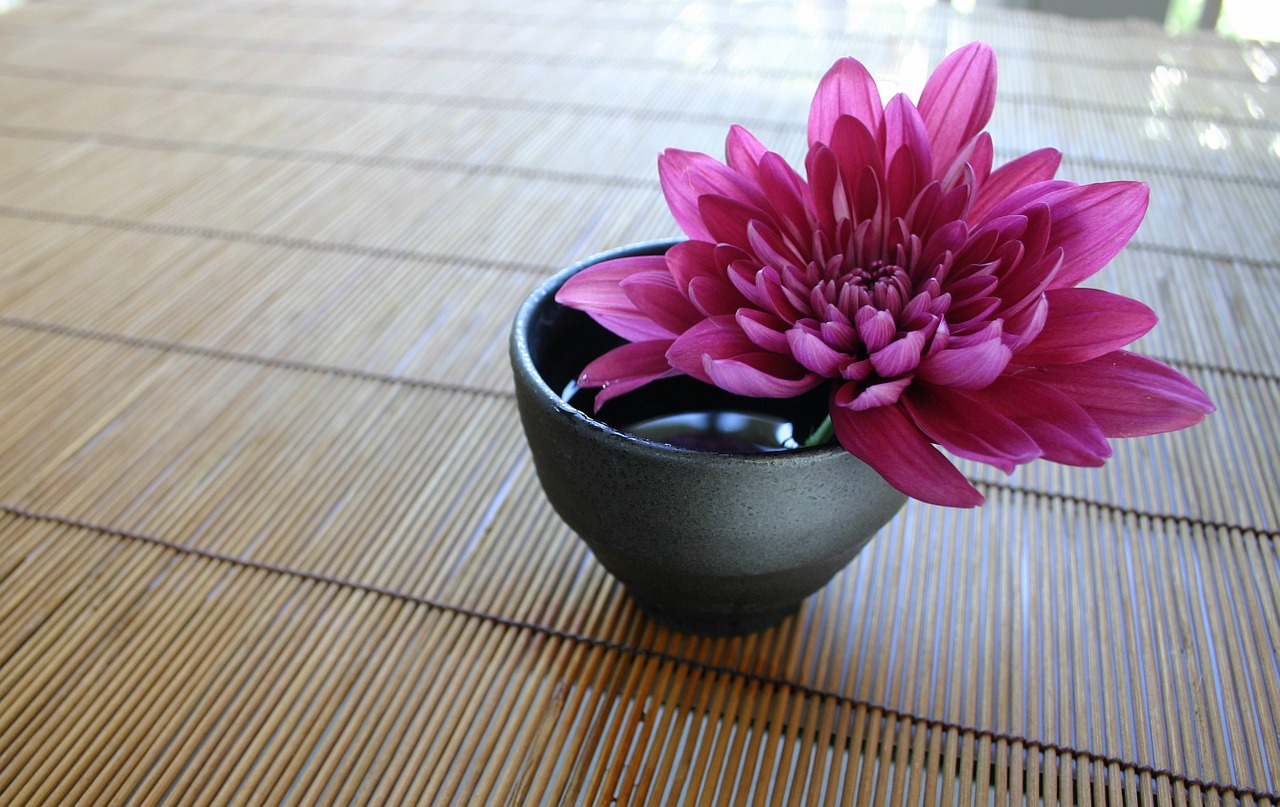 chrysanthemum the bamboo curtain japanese free photo