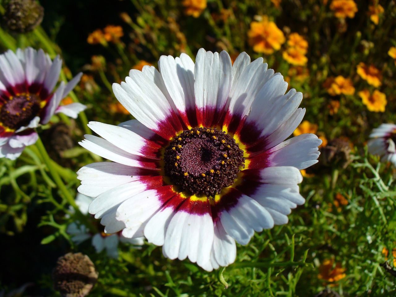 chrysanthemum tricolor daisy bloom free photo