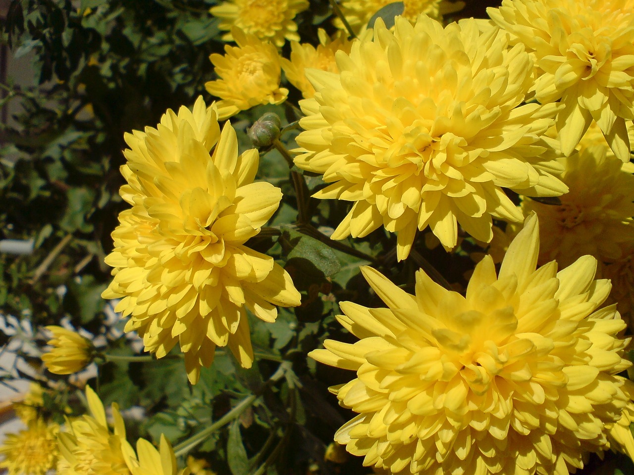 chrysanthemum yellow flower free photo