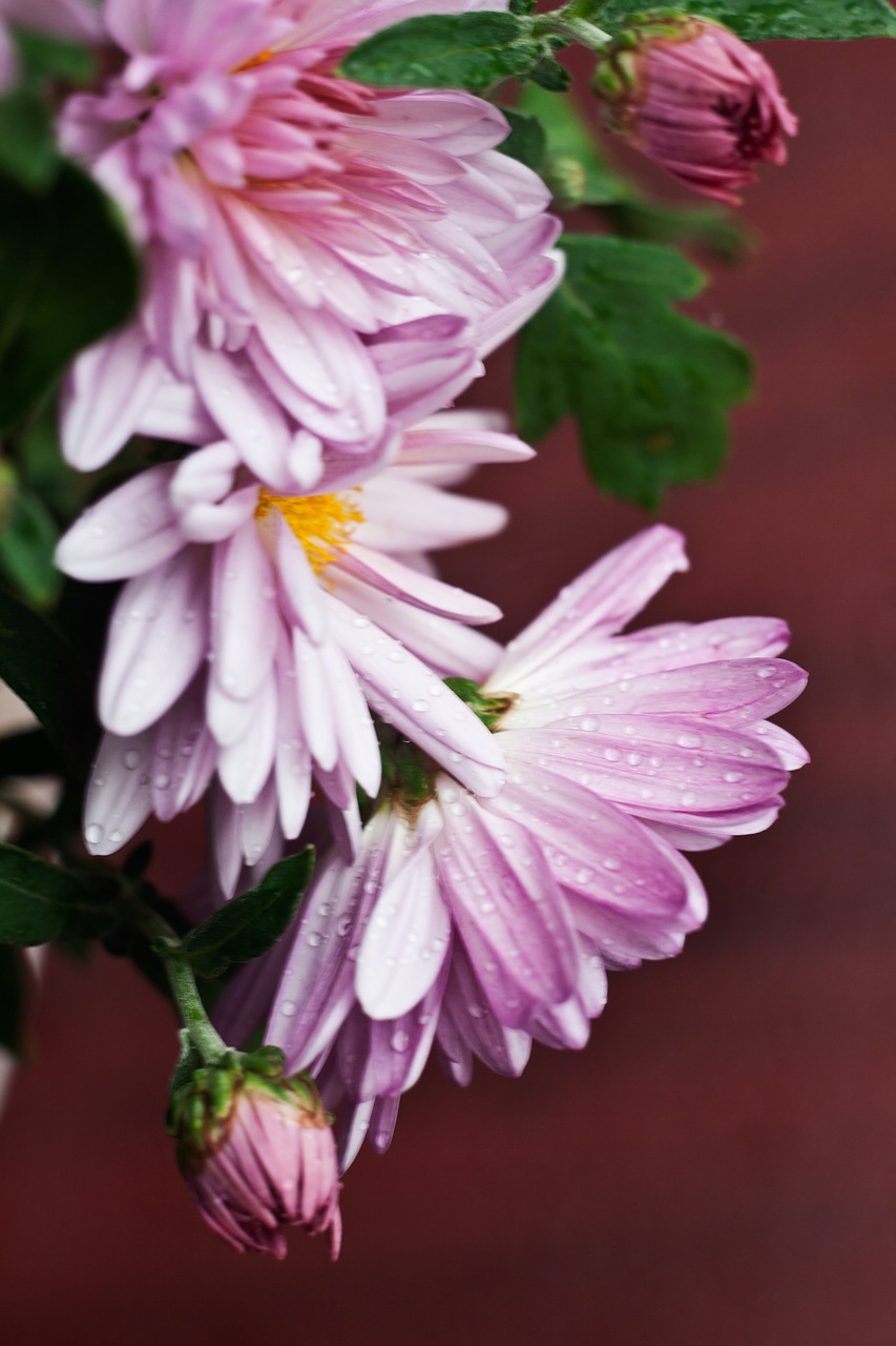 chrysanthemum flower flowers free photo