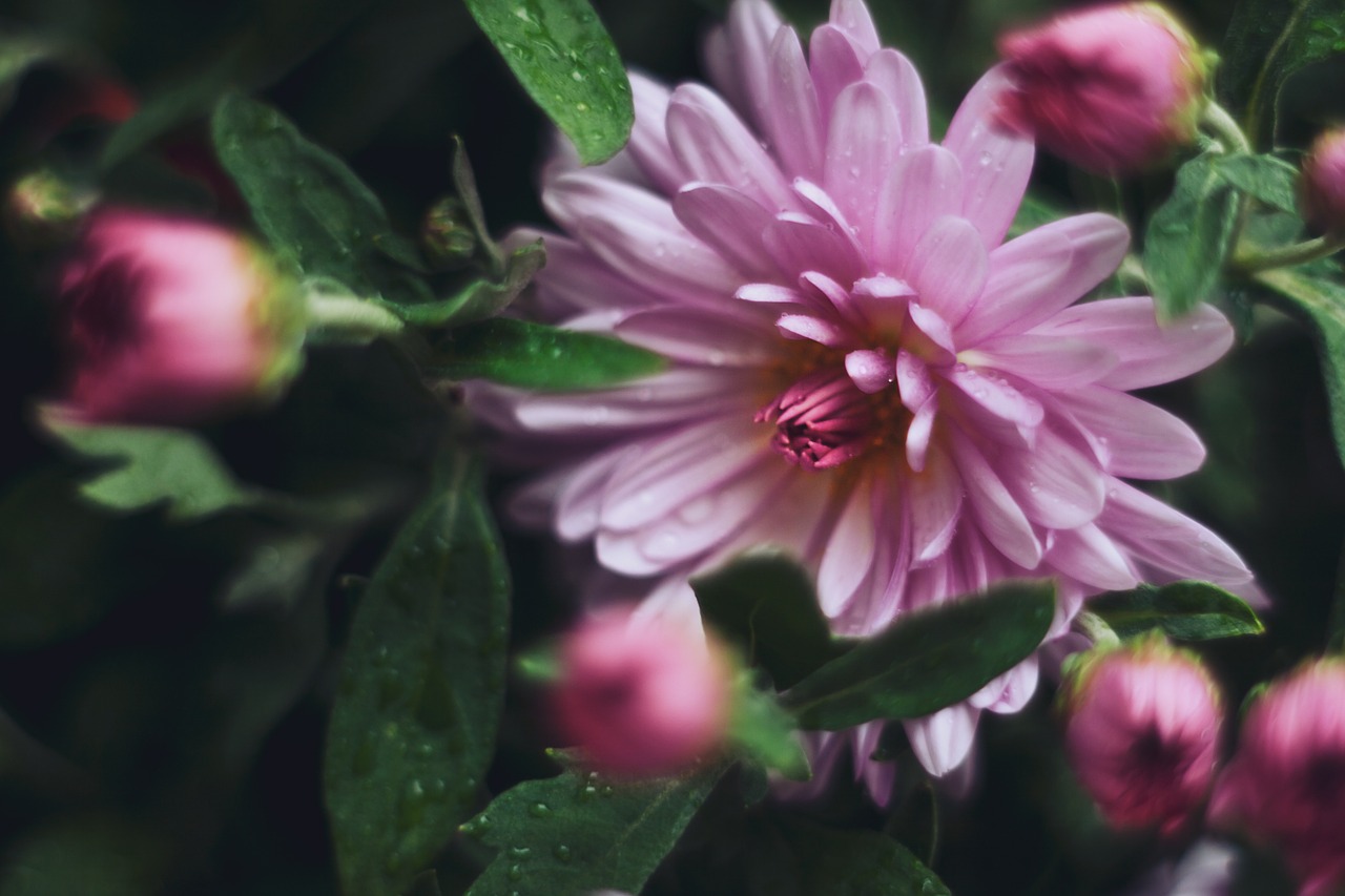 chrysanthemum flower flowers free photo