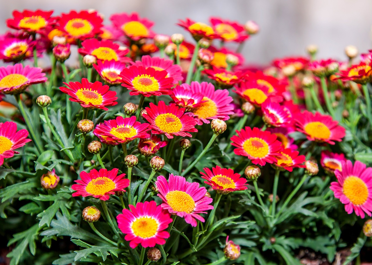 chrysanthemum red pink free photo