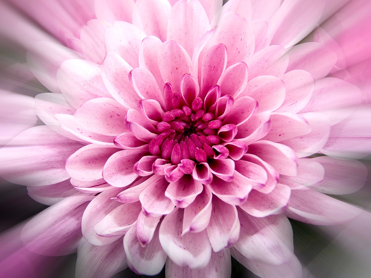 chrysanthemum close flower free photo