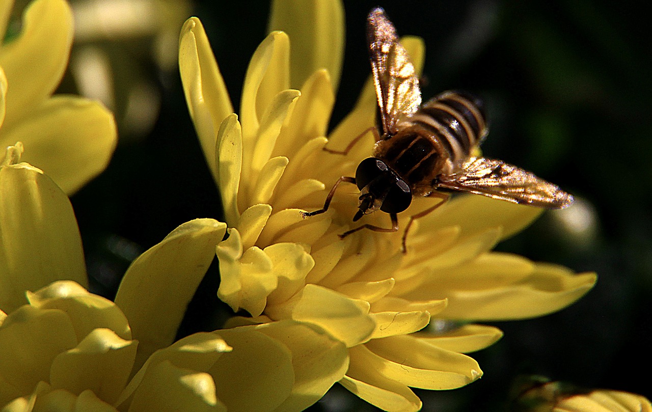 chrysanthemum bee bright free photo