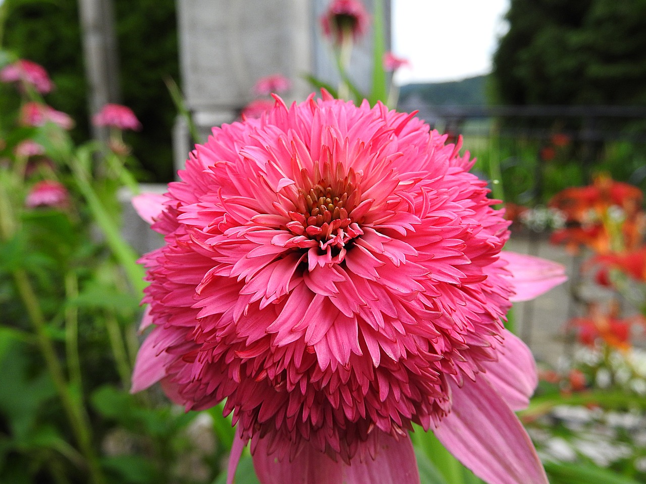 chrysanthemum flower pink free photo