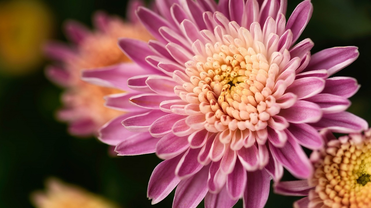 chrysanthemum flower bloom free photo