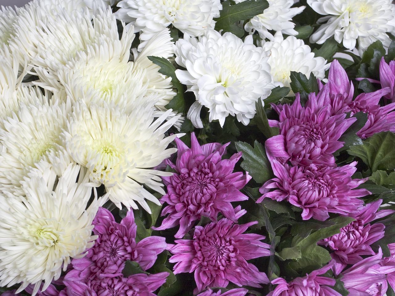 chrysanthemum flowers garden flowers free photo