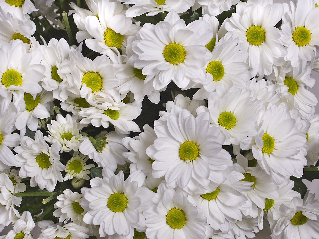 chrysanthemum white flowers free photo