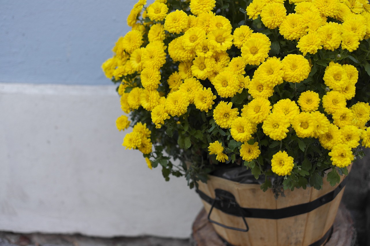 chrysanthemum flowers yellow flowers free photo