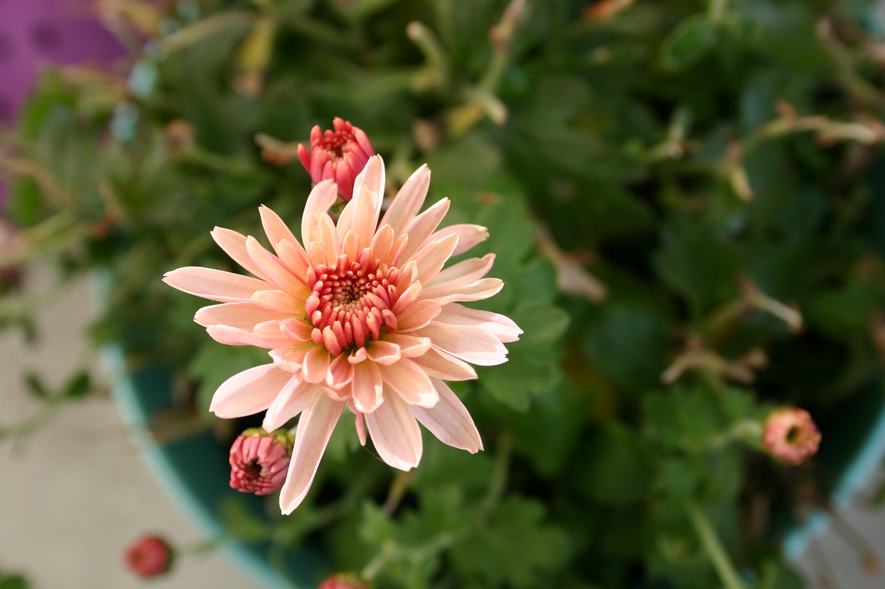 chrysanthemum flower autumn free photo