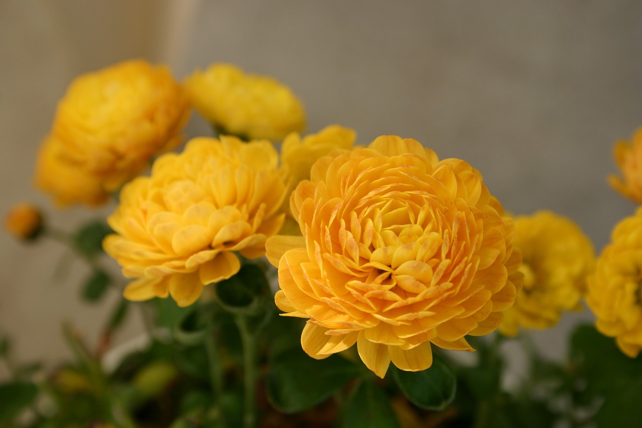 chrysanthemum flower autumn free photo