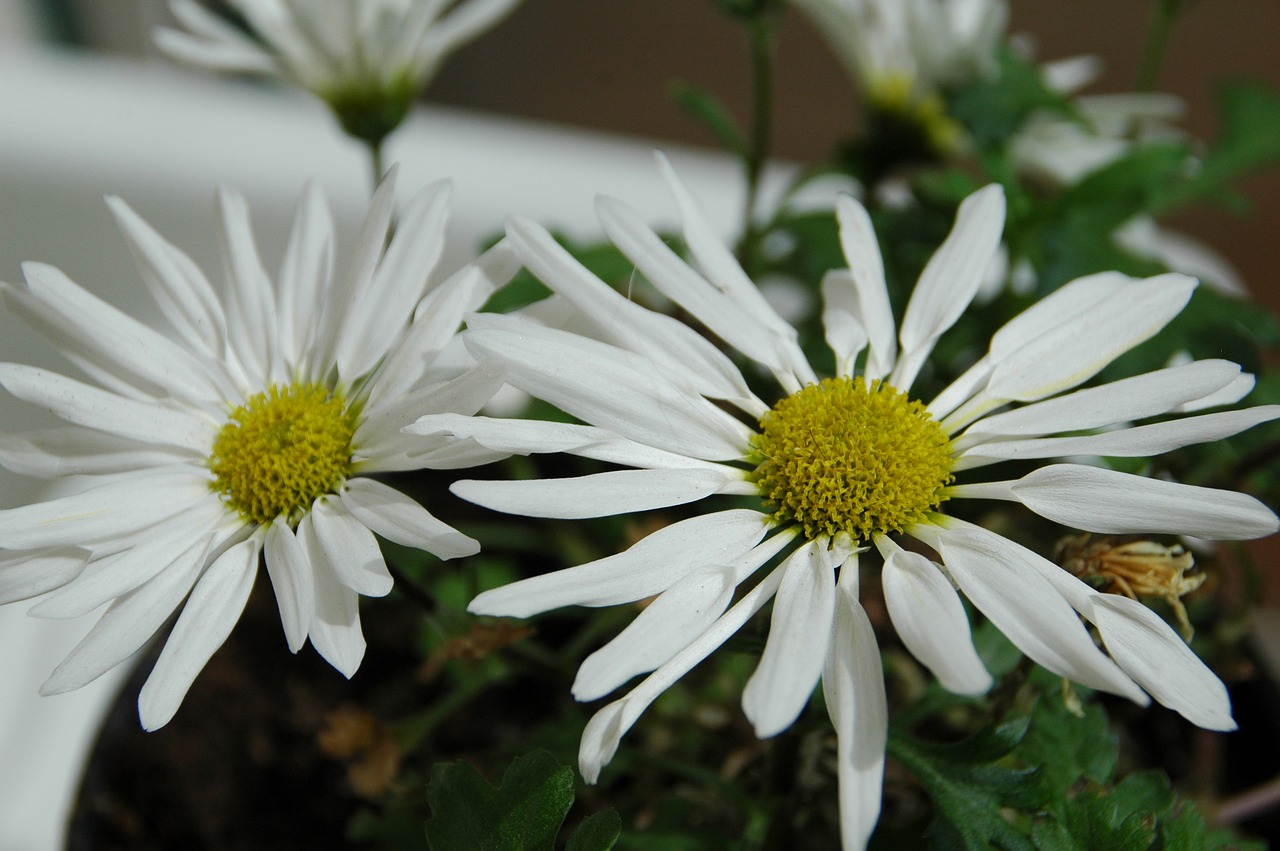 chrysanthemum daisy  white flower  original from korea free photo