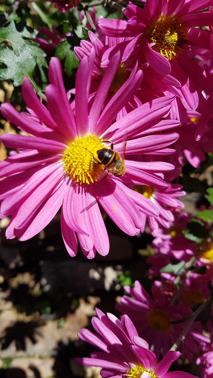 chrysanthemum flower autumn bee free photo