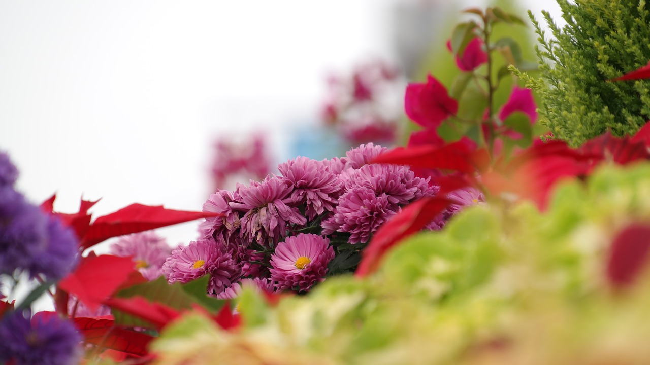 chrysanthemum flower out of focus wolmido free photo