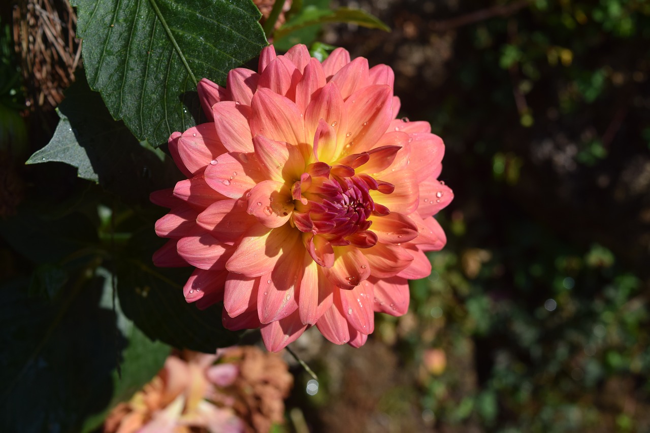 chrysanthemum flower flowers nature free photo