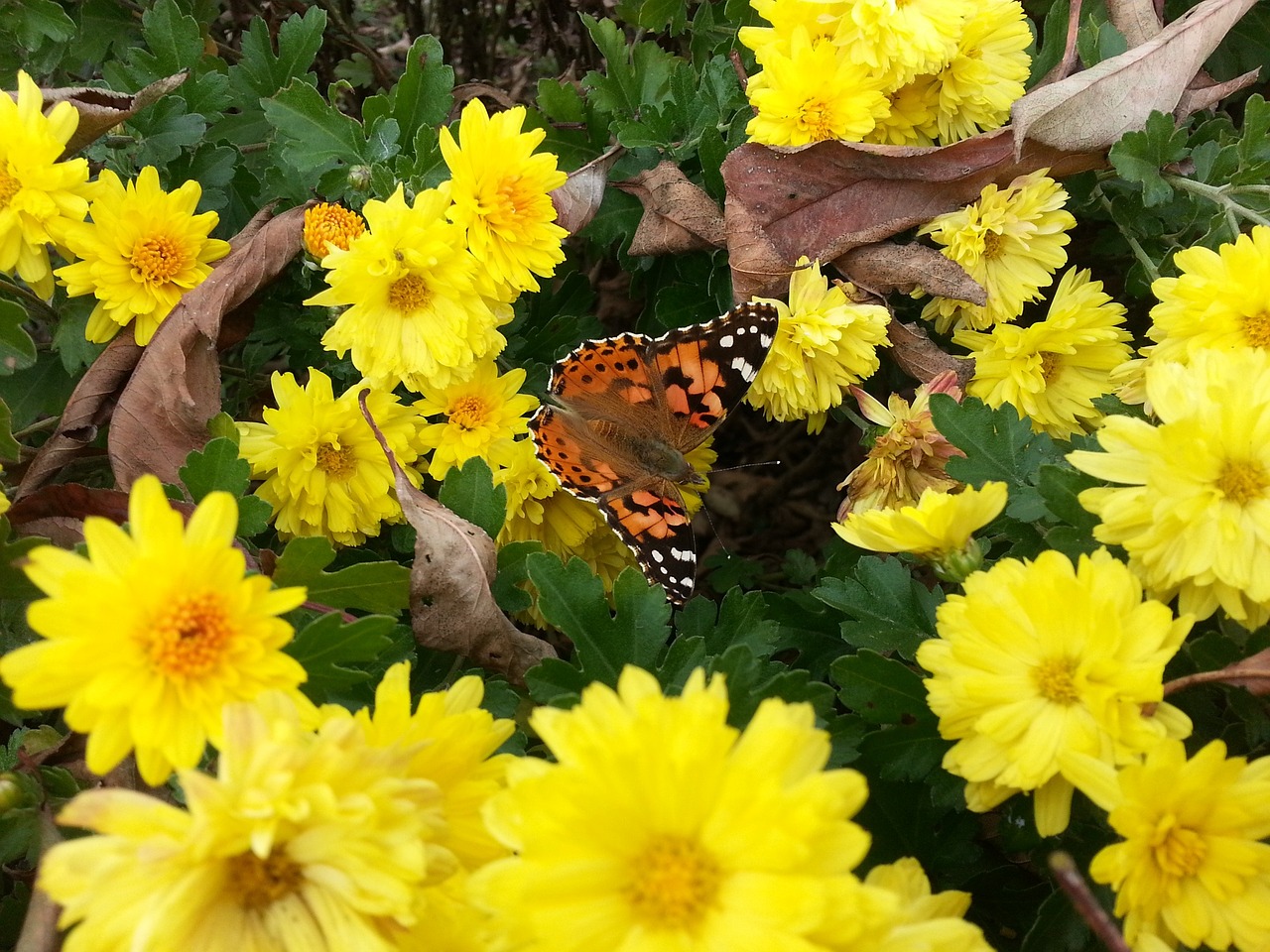 chrysanthemum flower spring flowers butterfly free photo