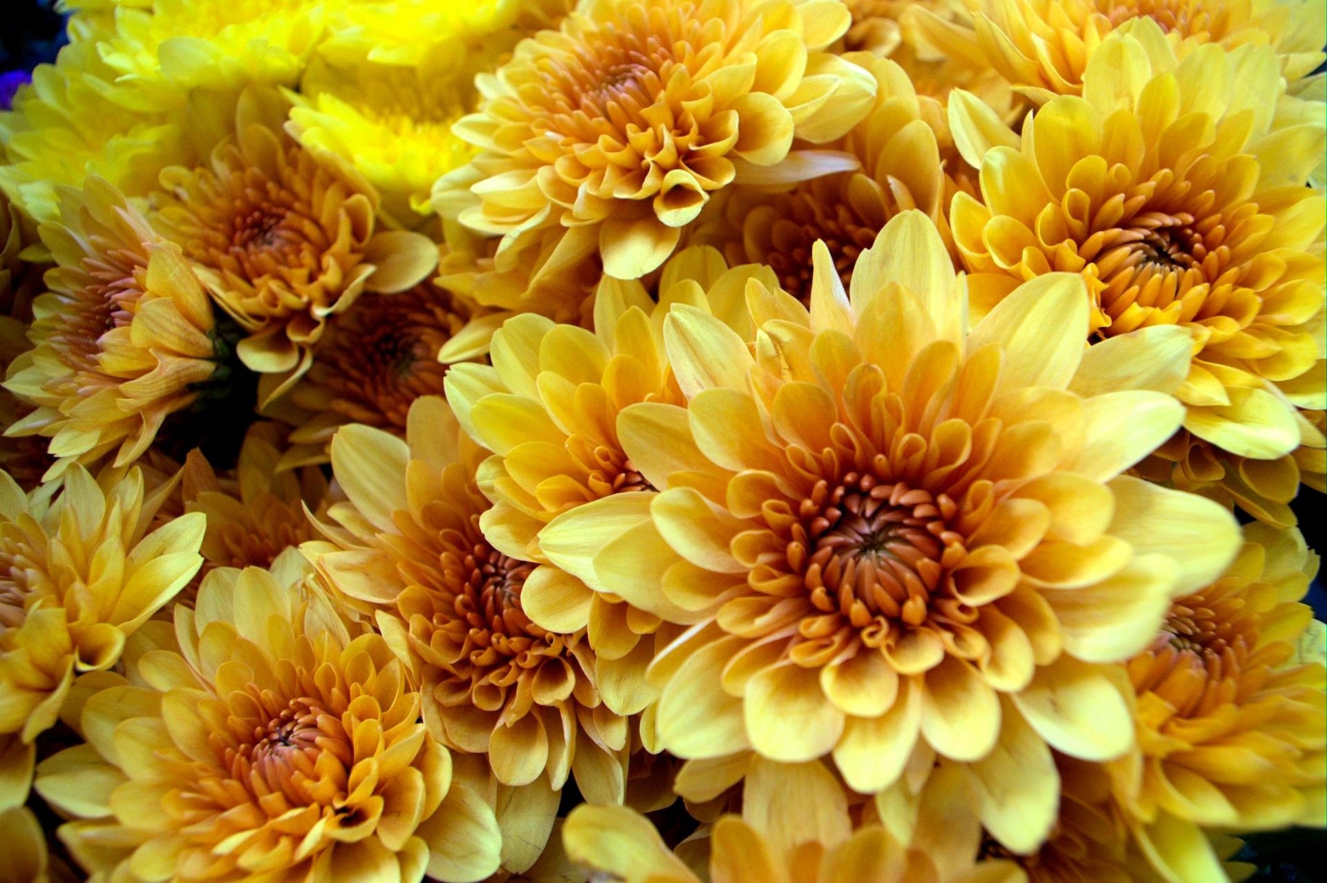 yellow chrysanthemum beautiful free photo