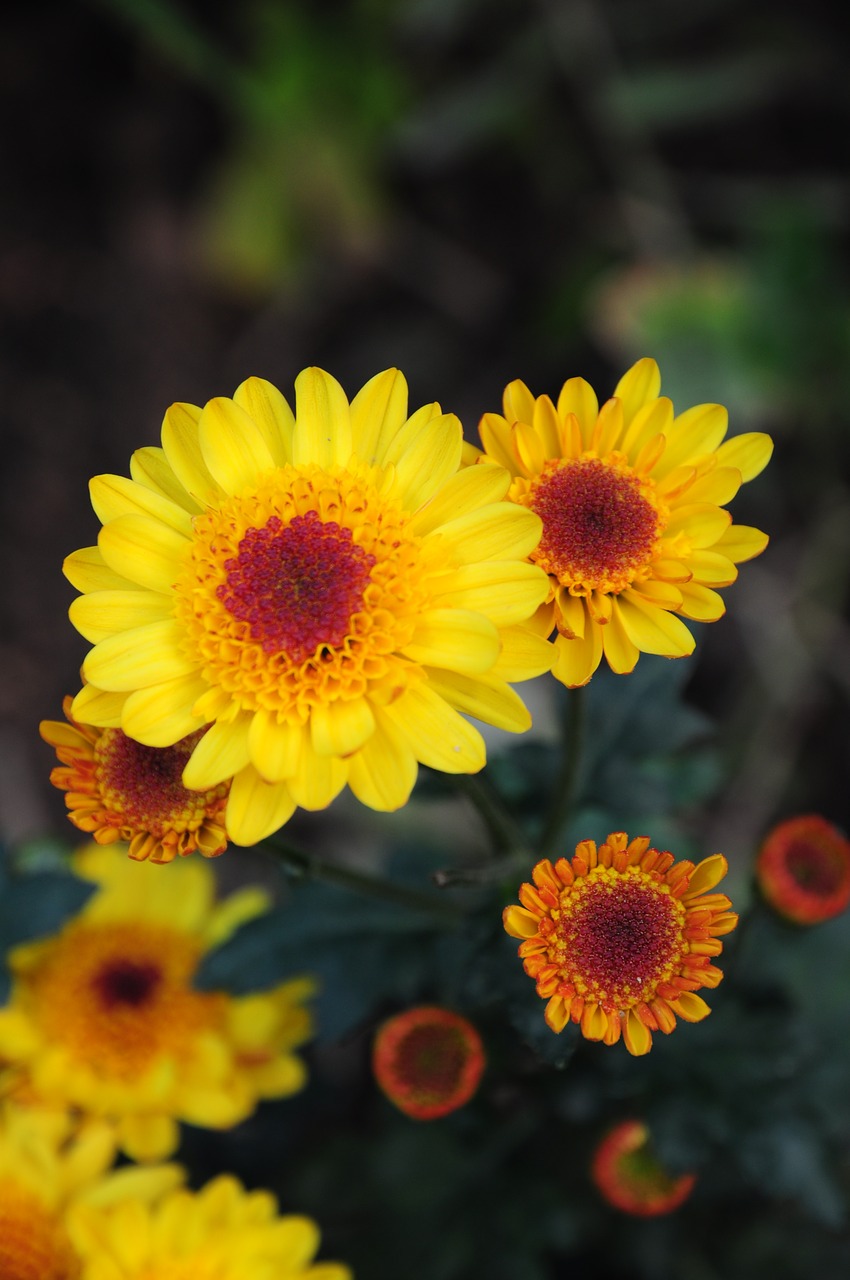 chrysanthemum morifolium flowers perennial plant free photo