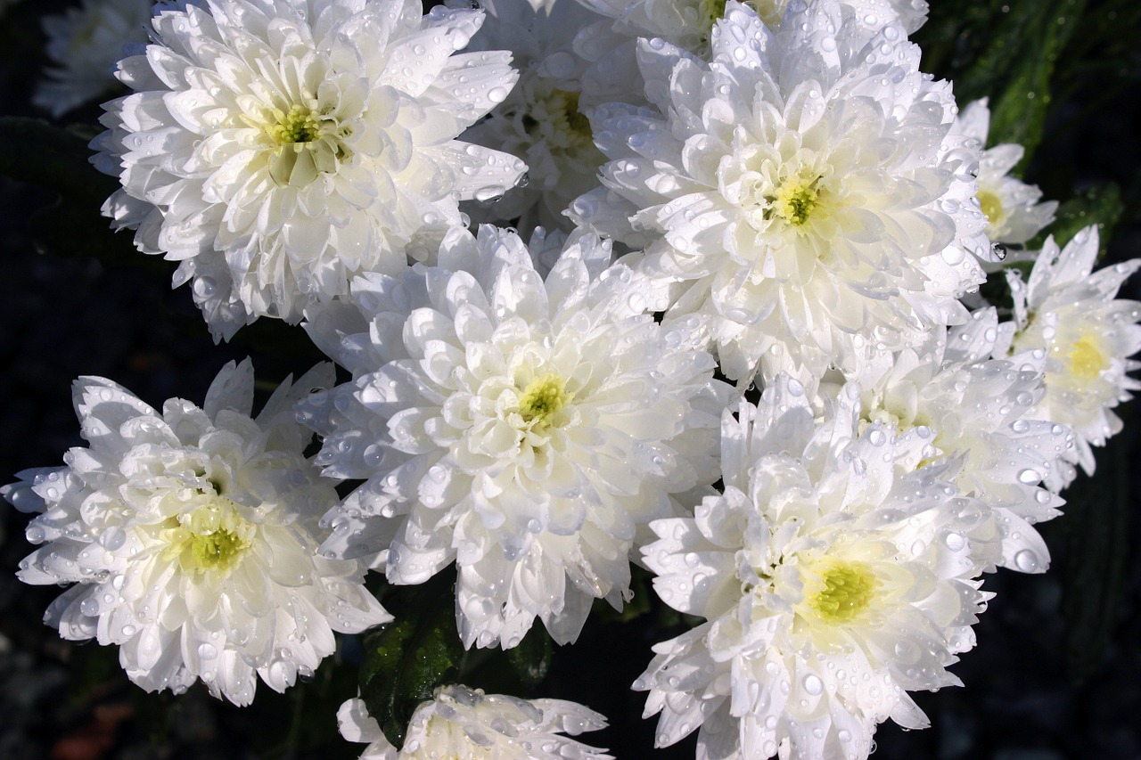 chrysanthemums chrysanthemum bloom free photo