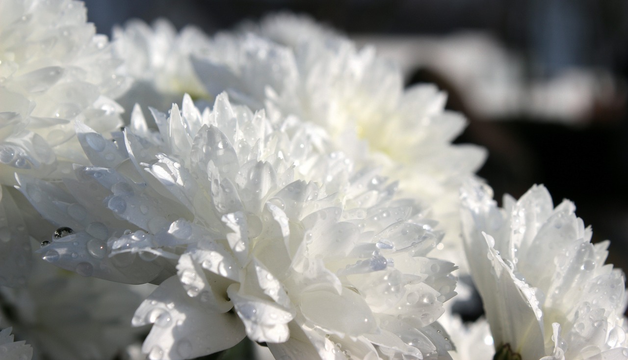 chrysanthemums chrysanthemum bloom free photo