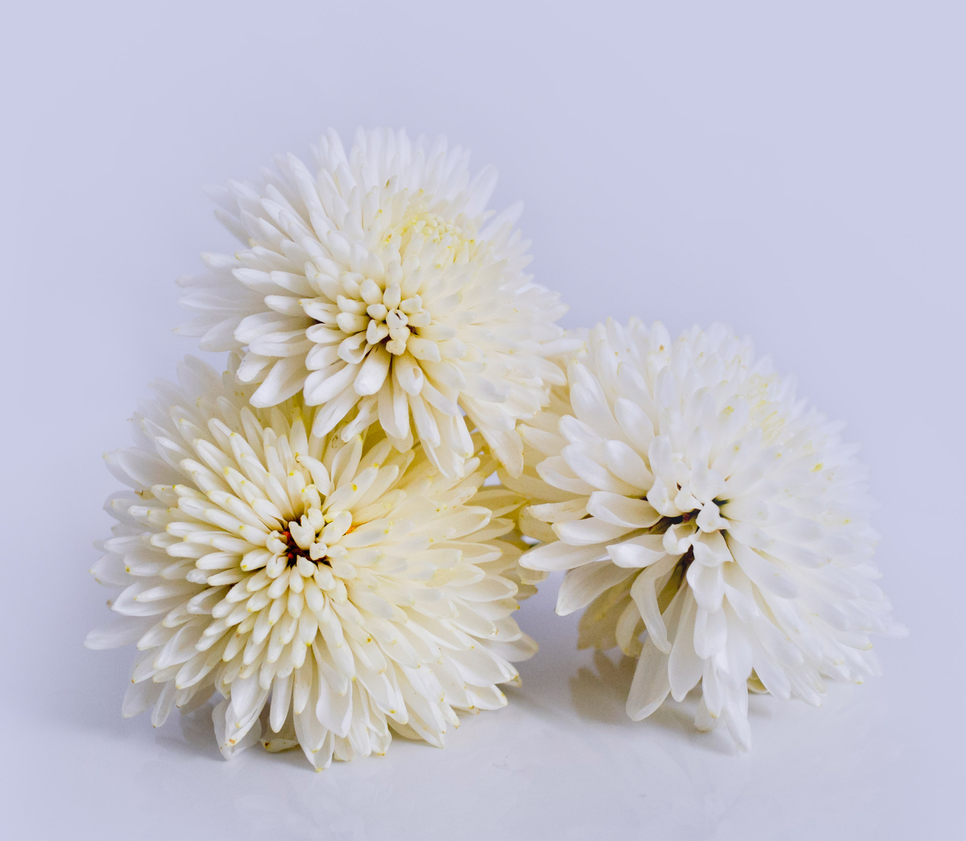 flowers chrysanthemums white free photo