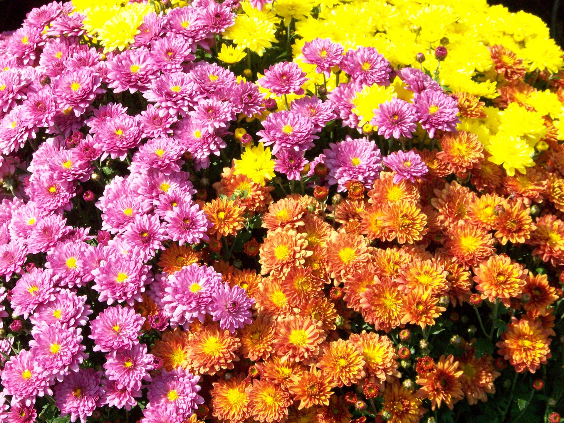 autumn fall chrysanthemums free photo