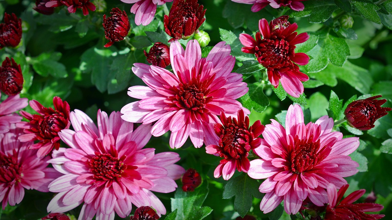 chrysanthemums flower plant free photo