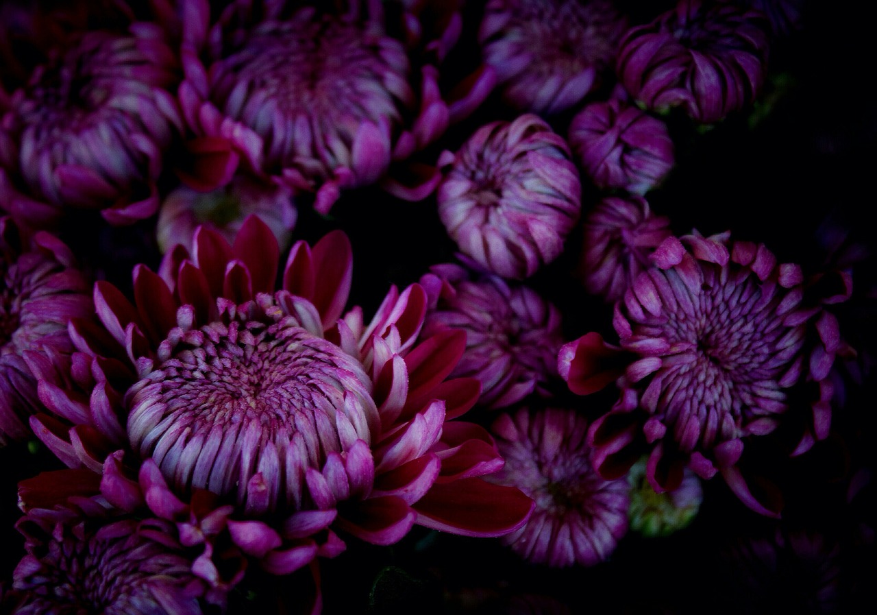 chrysanthemums violet november free photo