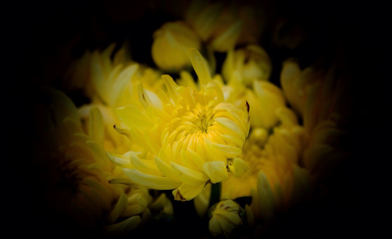 chrysanthemums yellow november free photo