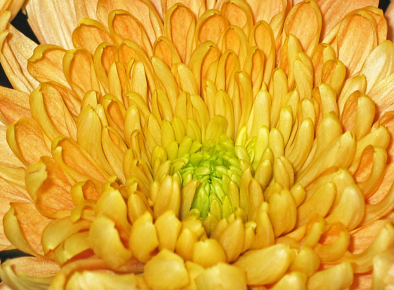 chrysanthemums flowers plant free photo