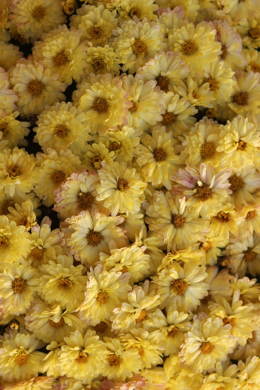 chrysanthemums yellow flowers flower free photo