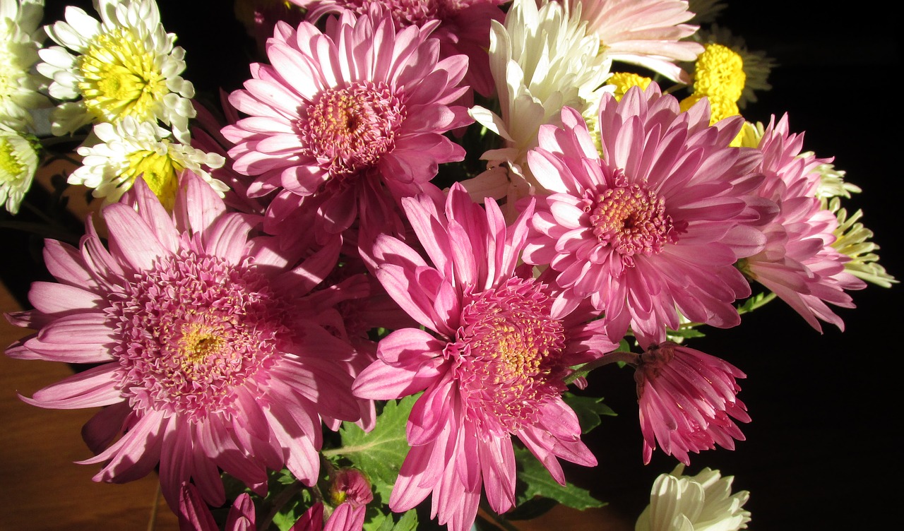 chrysanthemums  flowers  bunch free photo