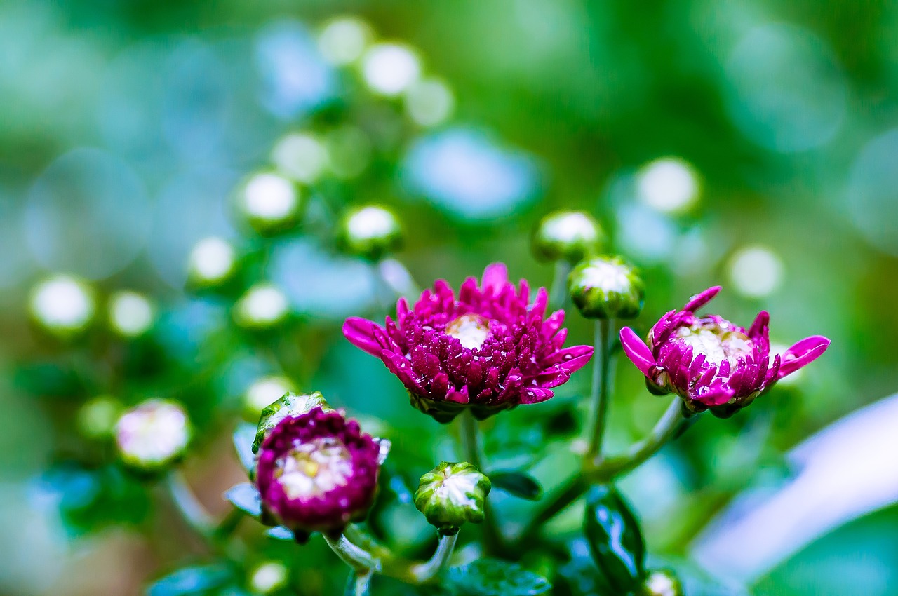 chrysanthemums  blossom  bloom free photo