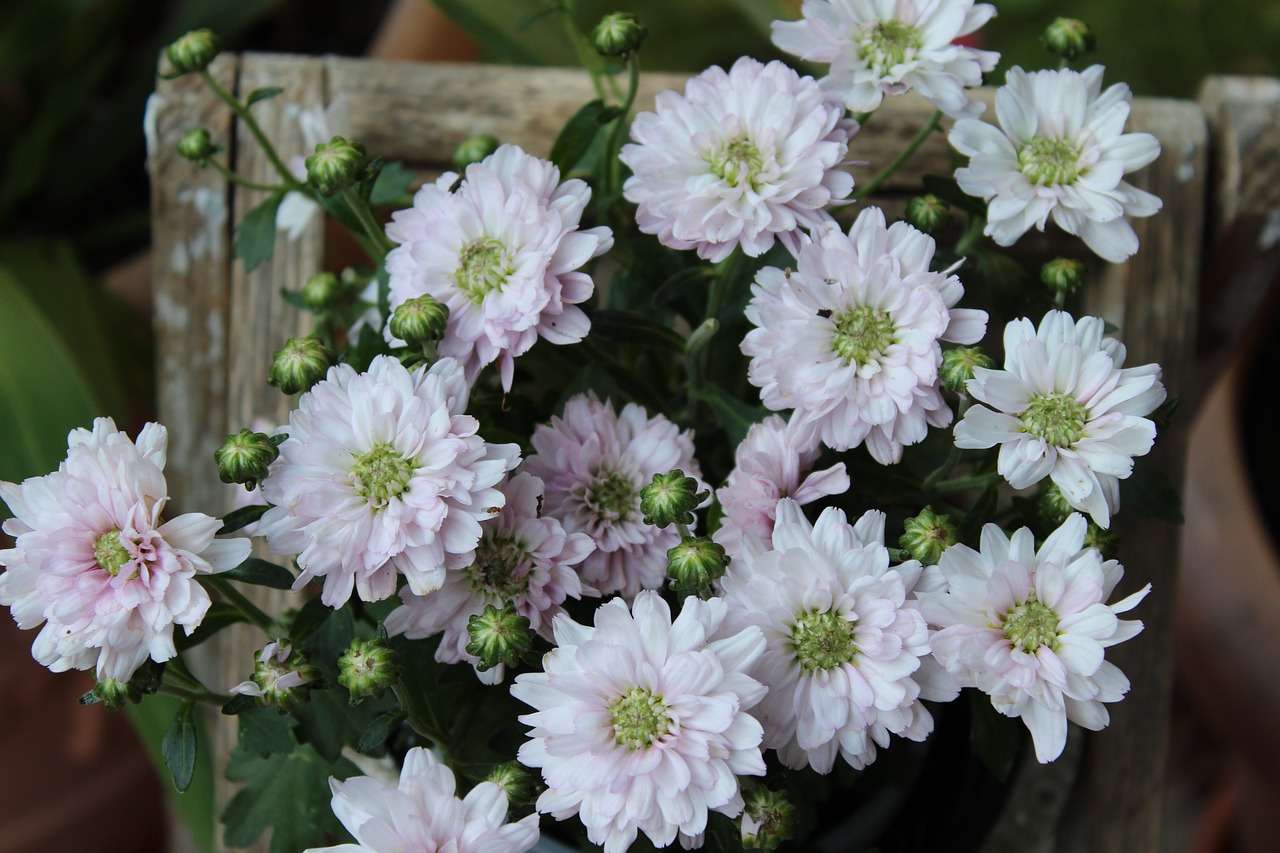 chrysanthemums  rose  flower free photo