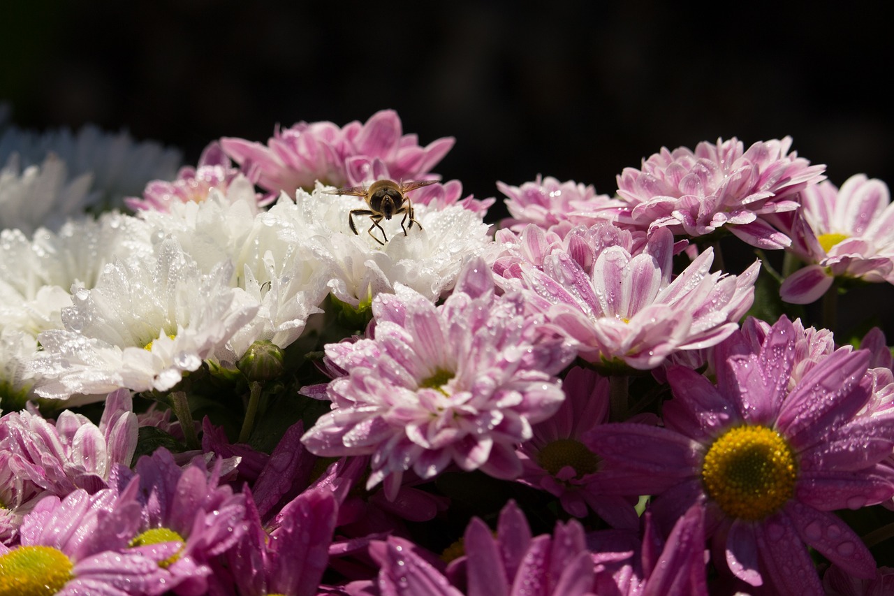 chrysanthemums  background  chrysanthemum free photo