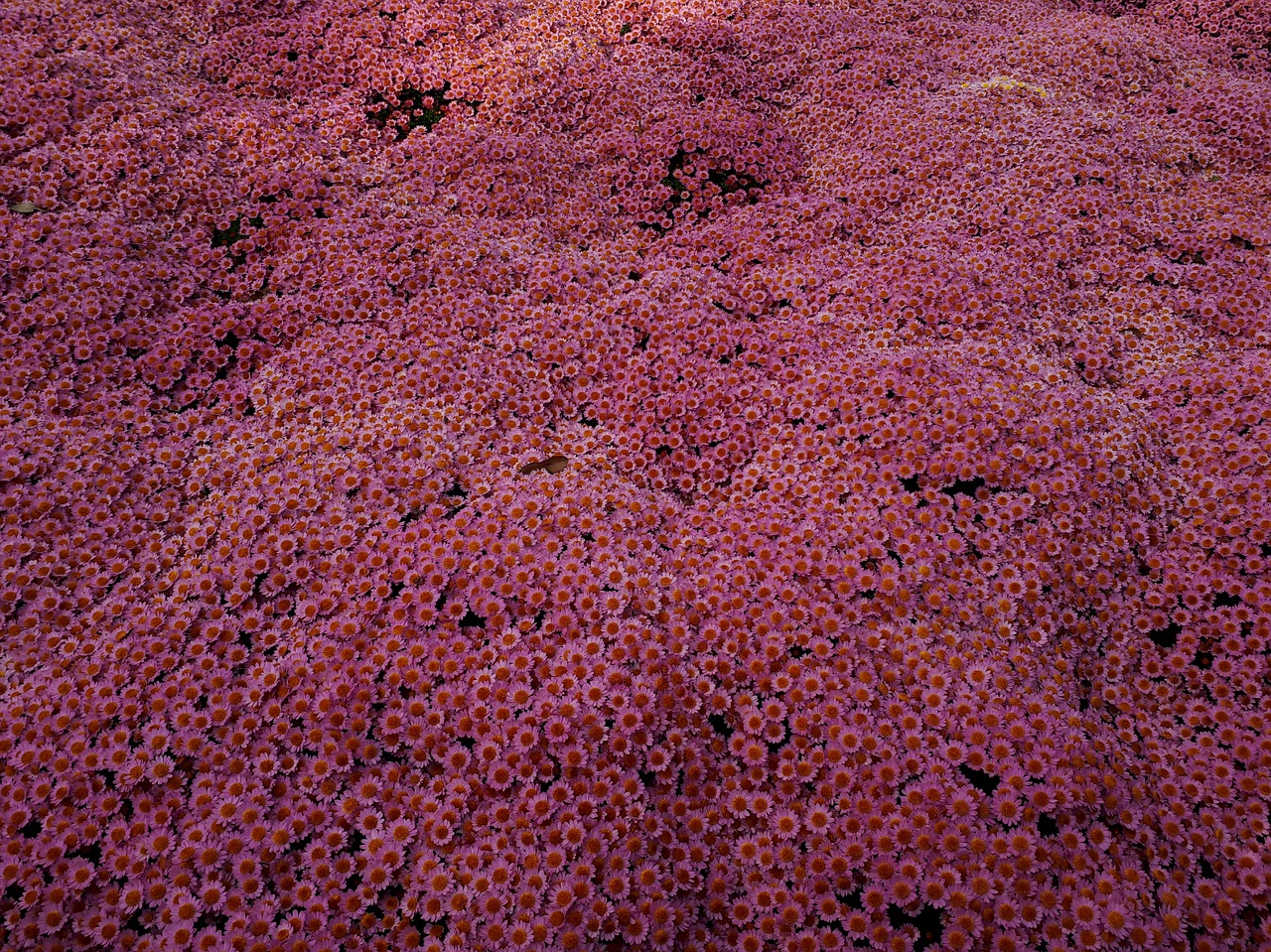 chrysanthemums  field  pink free photo