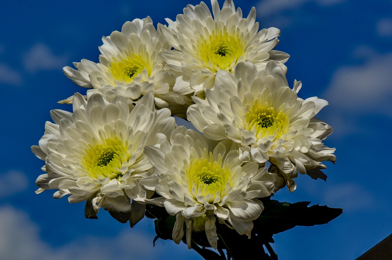 chrysanthemums  garden  yellow free photo