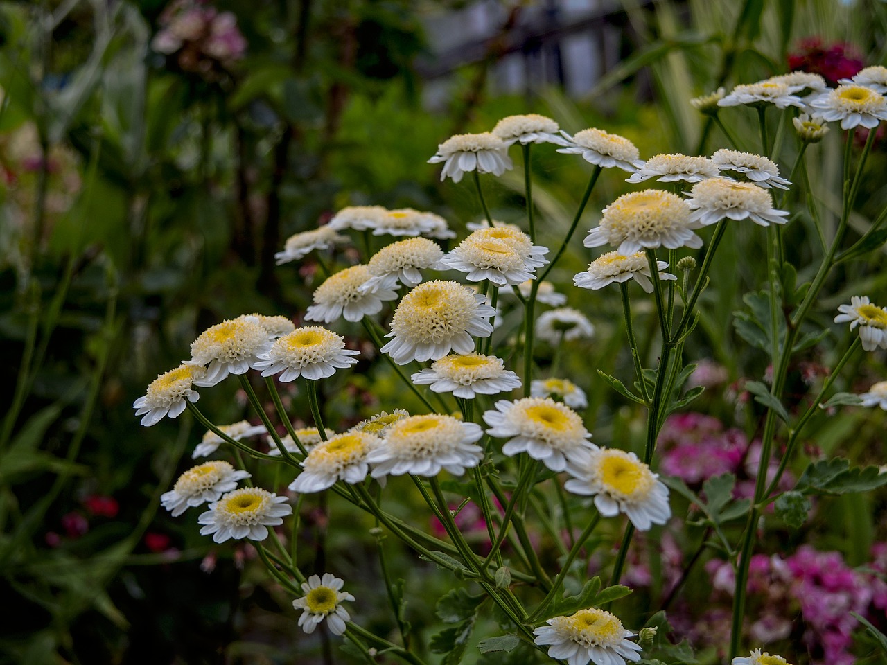 chrysanthemums  garden  flowers free photo