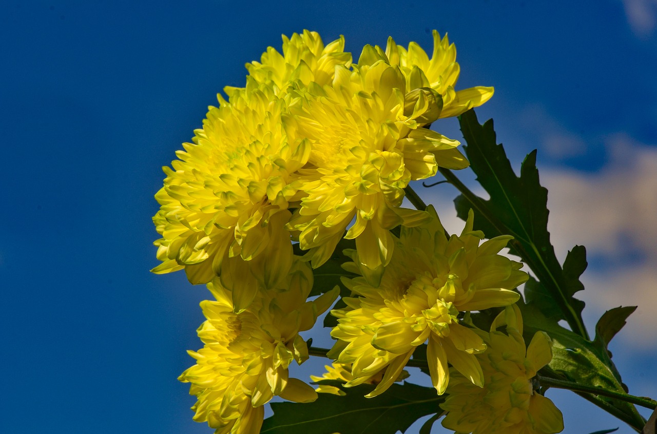 chrysanthemums  yellow  flower free photo