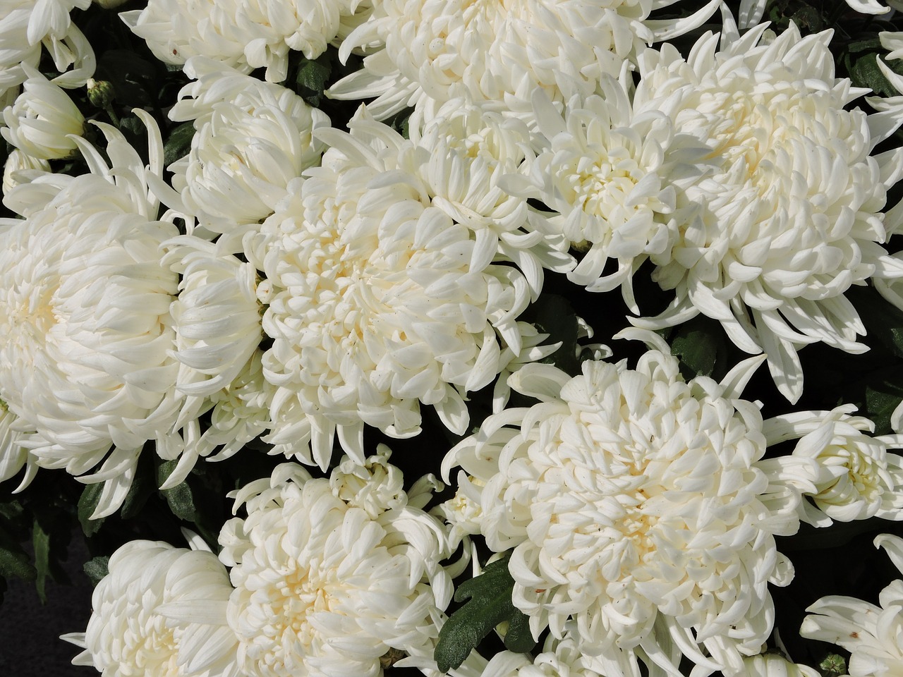 chrysanthemums flower white free photo