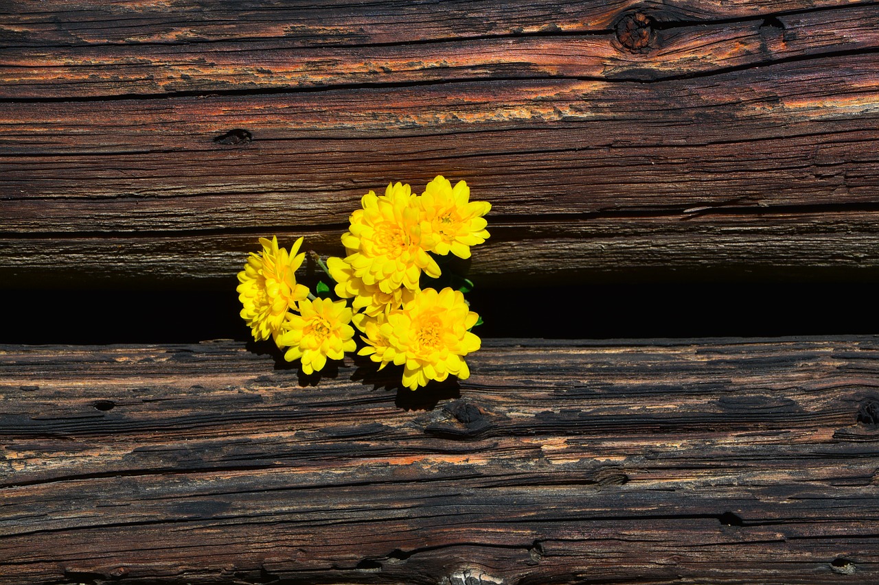 chrysanthemums yellow wood free photo
