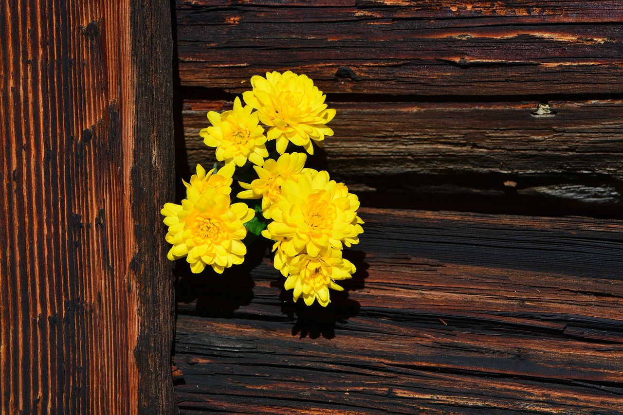 chrysanthemums flowers yellow free photo